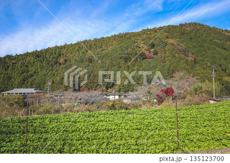 Nov 23 2025 Scenic Ohara Countryside Landscape in Rural Kyoto 135123700