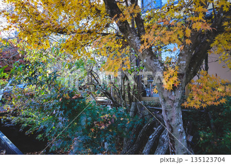 Nov 23 2025 Serene Japanese Temple Landscape in Vibrant Fall Season Nov 23 2025 Serene Japanese Temple Landscape in Vibrant Fall Season 135123704