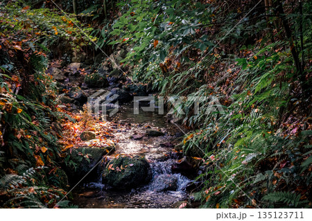 Nov 23 2025 Autumn Leaves By Small river On Rocky Cliff With Green Ferns 135123711