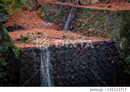 Nov 23 2025 Autumn Leaves By Small Waterfall On Rocky Cliff With Green Ferns 135123717