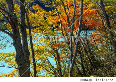長野県大町市平　鮮やかなミルキーブルーの高瀬ダム調整湖の湖畔の紅葉 135123772