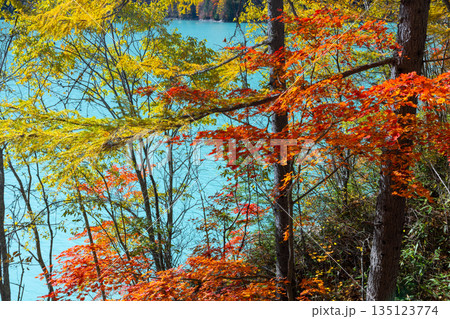 長野県大町市平　鮮やかなミルキーブルーの高瀬ダム調整湖の湖畔の紅葉 135123774