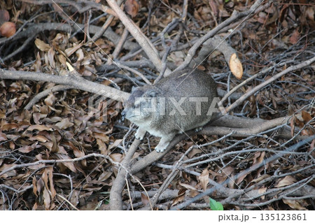 ハイラックス 135123861