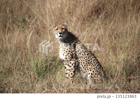 チーター 135123863