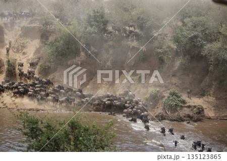 ヌーの川渡り ヌーの川渡り 135123865