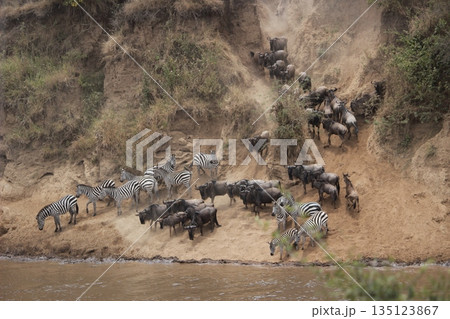 順番待ち 135123867