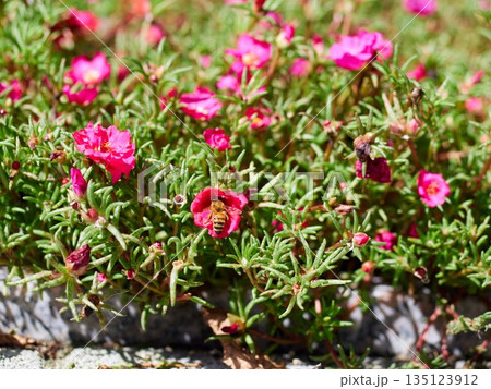Rose of Sharon in a summer flowerbed 135123912