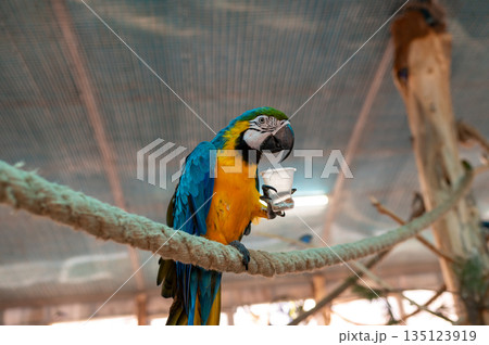Blue and yellow macaw Ara ararauna holding food cup on perch in aviary, exotic bird feeding behavior 135123919