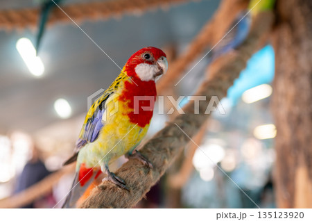 Colorful rosella parrot Platycercus eximius sitting on branch in aviary, exotic tropical bird 135123920