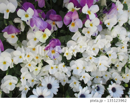春の花壇に美しく咲き誇る、紫と白のコントラストが美しいパンジーの花 135123962