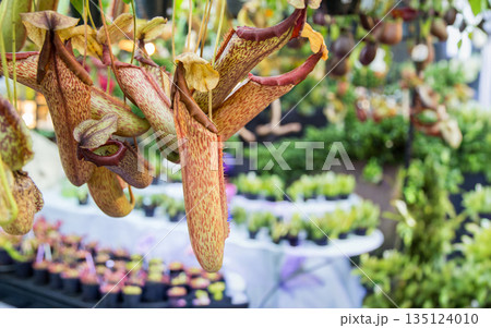 Exotic Nepenthes pitcher plants with mottled patterns hanging in a lush tropical greenhouse. Ideal for botanical, carnivorous plant care, and exotic nature photography concept 135124010