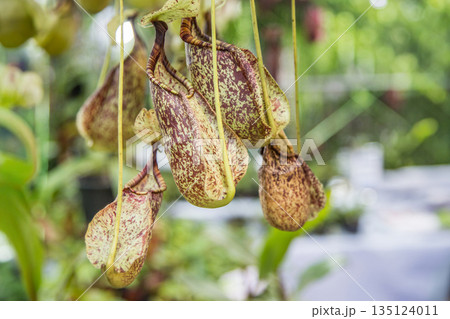 Exotic Nepenthes pitcher plants with mottled patterns hanging in a lush tropical greenhouse. Ideal for botanical, carnivorous plant care, and exotic nature photography concepts Exotic Nepenthes pitcher plants with mottled patterns hanging in a lush tropical greenhouse. Ideal for botanical, carnivorous plant care, and exotic nature photography concepts 135124011