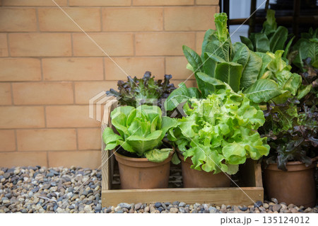 organic lettuce in terracotta pots and a rustic wooden caddy on a pebble garden floor. Perfect for healthy lifestyle, home gardening, and sustainable urban farming concepts 135124012