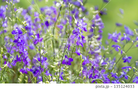 Beautiful purple Larkspur Delphinium wildflowers blooming in a summer garden with soft bokeh background. Nature floral background for spring season and wedding design Beautiful purple Larkspur Delphinium wildflowers blooming in a summer garden with soft bokeh background. Nature floral background for spring season and wedding design 135124033