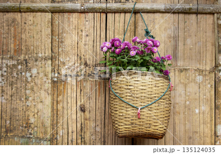 Beautiful purple chrysanthemums in a traditional woven basket hanging on a rustic bamboo wall. Ideal for cottagecore, home decor, and authentic rural lifestyle concept 135124035