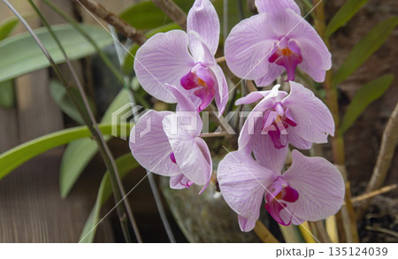 Beautiful pink Phalaenopsis moth orchids blooming in a tropical garden. Elegant floral background for home decor, wellness, and botanical nature concept 135124039