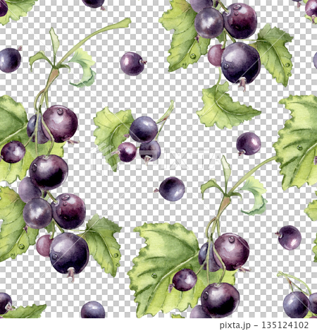 Blackcurrant seamless pattern isolated on white. Realistic watercolor illustration of berry fruit with green leaf hand drawn. Fresh fruits background for food packaging, fabric, textile, wallpaper. Blackcurrant seamless pattern isolated on white. Realistic watercolor illustration of berry fruit with green leaf hand drawn. Fresh fruits background for food packaging, fabric, textile, wallpaper. 135124102