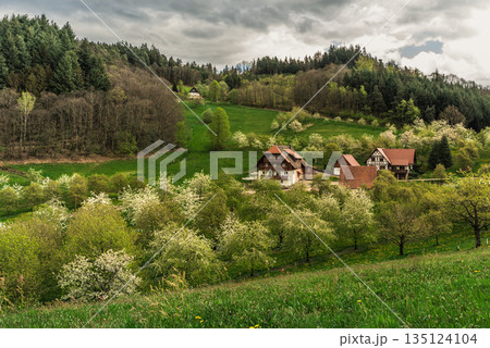 German countryside in the Black Forest with farmhouses and blooming fruit trees in spring, Germany German countryside in the Black Forest with farmhouses and blooming fruit trees in spring, Germany 135124104