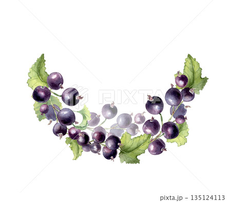 Black currant watercolor arc isolated on white. Hand drawn berry branches foliage. Botanical illustration for food, cosmetic, medicine, tea, drink, jam, packaging design. Semicircle of fresh berries. Black currant watercolor arc isolated on white. Hand drawn berry branches foliage. Botanical illustration for food, cosmetic, medicine, tea, drink, jam, packaging design. Semicircle of fresh berries. 135124113