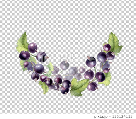 Black currant watercolor arc isolated on white. Hand drawn berry branches foliage. Botanical illustration for food, cosmetic, medicine, tea, drink, jam, packaging design. Semicircle of fresh berries. Black currant watercolor arc isolated on white. Hand drawn berry branches foliage. Botanical illustration for food, cosmetic, medicine, tea, drink, jam, packaging design. Semicircle of fresh berries. 135124113