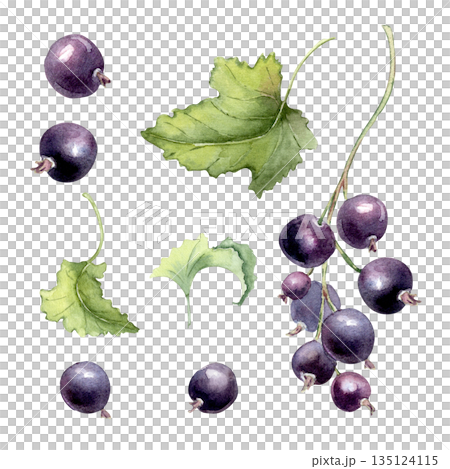 Watercolor set illustrations of black currant single berries and branch with green leaves isolated on white. Hand drawn botanical fresh ripe fruits elements for food and nature designs. 135124115