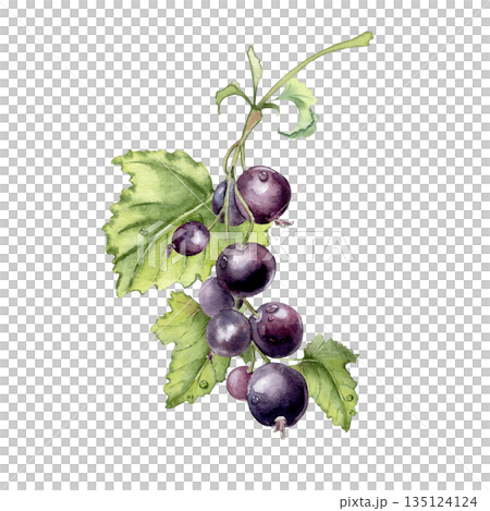 Black currant watercolor illustration with ripe berries and green leaves isolated white. Summer berries bunch with dew drops hand painted. Botanical drawing for food, drink, and nature-themed design. 135124124