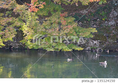 滋賀　彦根　彦根城　内堀の石垣・紅葉とカルガモ（晩秋） 135124150