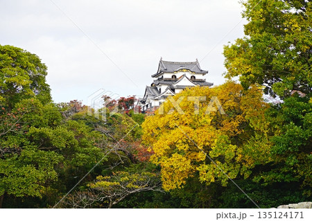 滋賀 彦根 彦根城 大手門方向から見た紅葉と天守閣(晩秋) 滋賀 彦根 彦根城 大手門方向から見た紅葉と天守閣(晩秋) 135124171