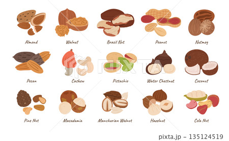 Nuts Collection, Almond, Walnut, Brazil and Peanut with Nutmeg. Pecan, Cashew, Pistachio and Water Chestnut, Coconut 135124519