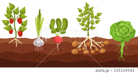 Cross-section View Of Vegetable Bell Pepper, Garlic, Radish, Potato and Cabbage Growth In Ground, Revealing Roots Cross-section View Of Vegetable Bell Pepper, Garlic, Radish, Potato and Cabbage Growth In Ground, Revealing Roots 135124591