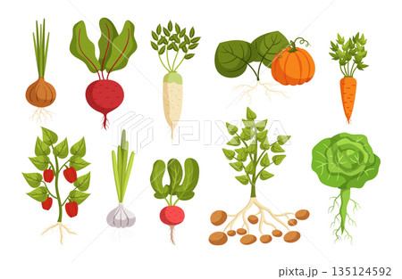 Set of Vegetables Onion, Beetroot, Daikon And Pumpkin. Carrot, Bell Pepper, Garlic, Radish, Potato And Cabbage 135124592