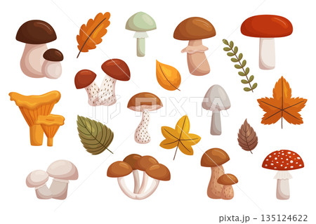 Assorted Forest Mushrooms, A Diverse Set Of Edible And Poisonous Fungi Found In Woodland Areas, Cartoon Illustration Assorted Forest Mushrooms, A Diverse Set Of Edible And Poisonous Fungi Found In Woodland Areas, Cartoon Illustration 135124622