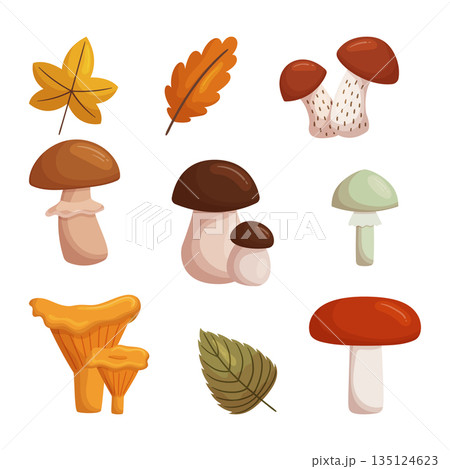 Collection Of Wild Forest Mushrooms of Various Shapes, Sizes, And Colors. Rich Earthy Tones, Intricate Textures Collection Of Wild Forest Mushrooms of Various Shapes, Sizes, And Colors. Rich Earthy Tones, Intricate Textures 135124623