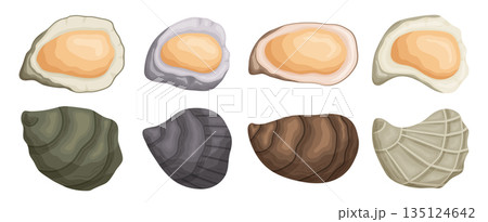 Set Of Oysters, Shellfish Mollusk With A Rough, Calcified Exterior. Prized For Its Delicate, Briny Flesh, Vector Set Of Oysters, Shellfish Mollusk With A Rough, Calcified Exterior. Prized For Its Delicate, Briny Flesh, Vector 135124642