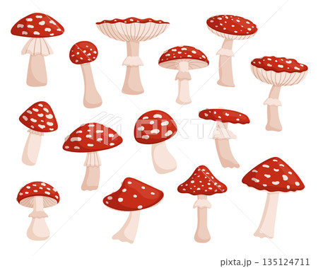 Set Of Fly Agaric, Vibrant, Red And White Mushroom Known For Its Distinctive Appearance And Hallucinogenic Properties Set Of Fly Agaric, Vibrant, Red And White Mushroom Known For Its Distinctive Appearance And Hallucinogenic Properties 135124711