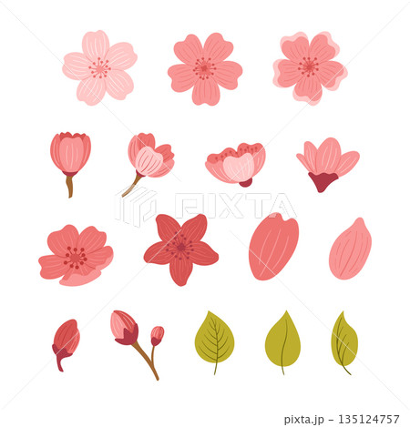 Set Of Cherry Flowers, Leaves And Petals Isolated On White Background. Sakura Blossoms And Blooming Buds Elements Set Of Cherry Flowers, Leaves And Petals Isolated On White Background. Sakura Blossoms And Blooming Buds Elements 135124757