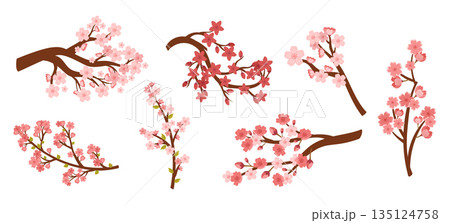 Set of Sakura Cherry Branches With Pink Blooming Flowers Isolated On White Background. Collection Of Spring Fruit Tree 135124758