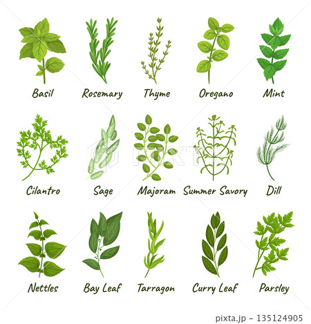 Set Of Culinary Herbs Basil, Thyme, Rosemary, Parsley, And Oregano, Mint, Cilantro, Sage, Majoram and Summer Savory Set Of Culinary Herbs Basil, Thyme, Rosemary, Parsley, And Oregano, Mint, Cilantro, Sage, Majoram and Summer Savory 135124905