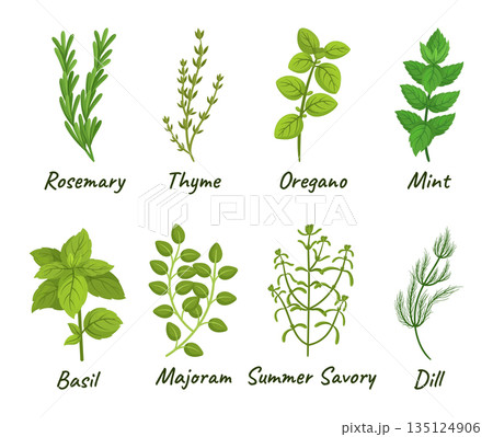 Set Of Culinary Herbs Consisting Of Various Aromatic Plants Used For Cooking, Such As Basil, Thyme, Rosemary And Oregano Set Of Culinary Herbs Consisting Of Various Aromatic Plants Used For Cooking, Such As Basil, Thyme, Rosemary And Oregano 135124906