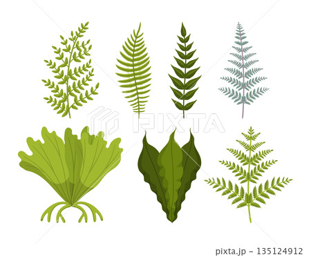 Lush Green Fern Foliage, Delicate Fronds, This Resilient Plant Thrives In Shade, Botanical Elements Collection Lush Green Fern Foliage, Delicate Fronds, This Resilient Plant Thrives In Shade, Botanical Elements Collection 135124912