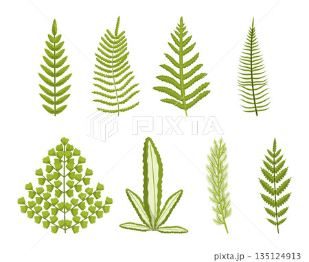 Set Of Fern, Lush, Green Ancient Plant With Intricate Fronds That Unfurl In Beautiful Patterns Botanical Elements 135124913