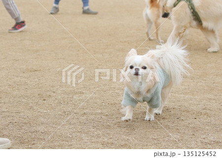 元気いっぱいに走るチワワの真顔のワンシーン 135125452