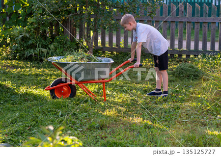 Teen boy pushing wheelbarrow with cut grass on sunny summer day in backyard Teen boy pushing wheelbarrow with cut grass on sunny summer day in backyard 135125727