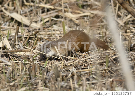 イタチ　 135125757