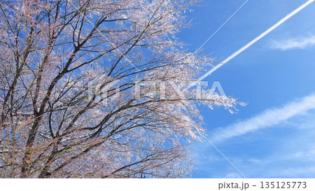 きらきらに光る雨氷 135125773
