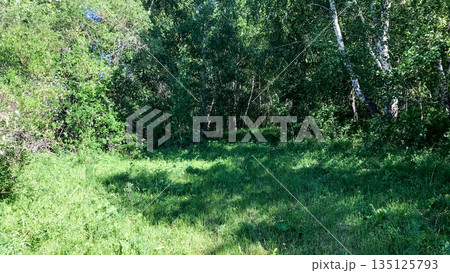 Lush green forest path through dense undergrowth on a sunny summer day. Tranquility and natural beauty. 135125793