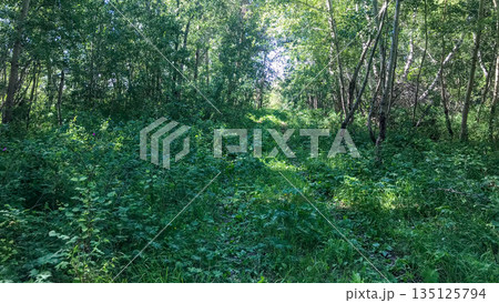 Lush green forest path through dense undergrowth on a sunny summer day. Tranquility and natural beauty. 135125794