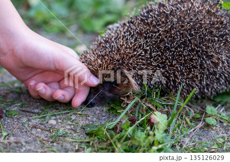 Child hand touching wild hedgehog on grass in summer garden Child hand touching wild hedgehog on grass in summer garden 135126029