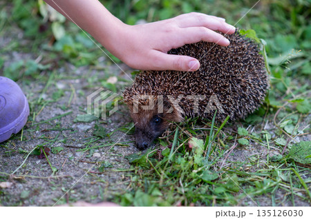 Child hand touching wild hedgehog on grass in summer garden 135126030