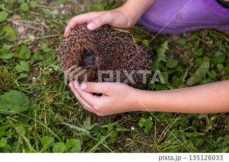 Close up of child hands holding curled hedgehog outdoors in summer nature Close up of child hands holding curled hedgehog outdoors in summer nature 135126033